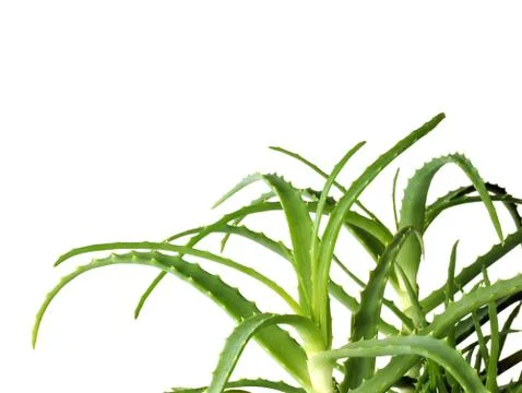 Aloe Vera on white background. Empty space for text. Foto stock