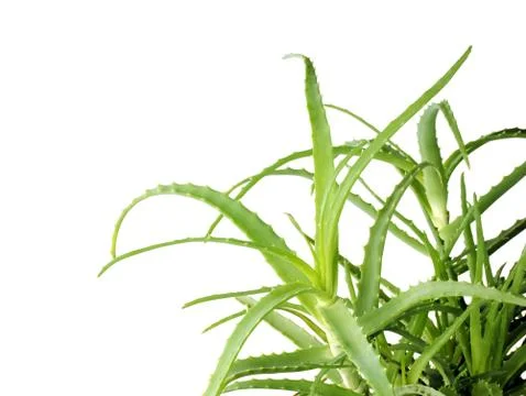 Aloe Vera on white background. Empty space for text. Stock-Fotos
