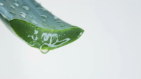 Aloe vera on white background. Stock-Footage 149737784