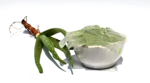 Aloe vera on a white background Stock Photos