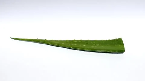 Aloe vera on a white background Stock Photos