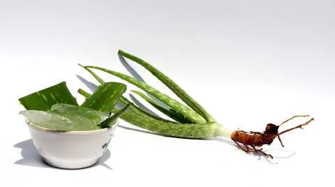 Aloe vera on a white background Stock Photos