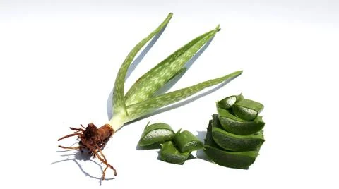 Aloe vera on a white background Stock Photos