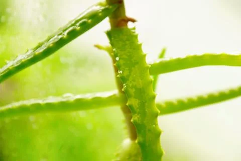 Aloe Vera on the windowsill at the window drops of water medicinal and cosmet Foto stock
