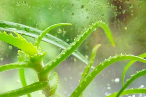 Aloe Vera on the windowsill at the window drops of water medicinal and cosmet Stock Photos