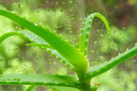 Aloe Vera on the windowsill at the window drops of water medicinal and cosmet 스톡 사진