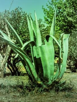 Aloe vera3 Stock Photos