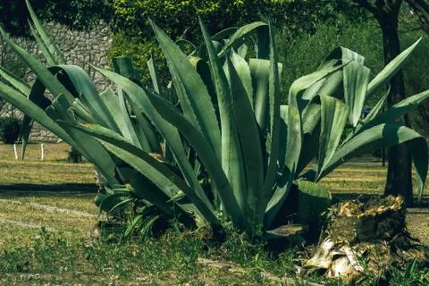 Aloe vera4 Stock Photos