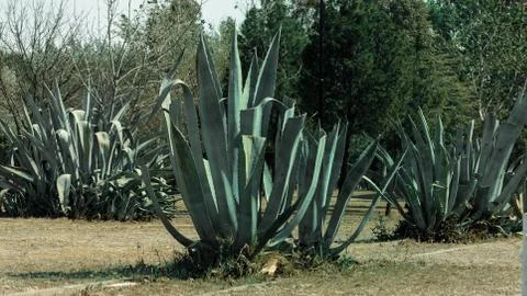 Aloe vera5 Stock Photos