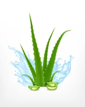 Aloe with water Stock Illustration