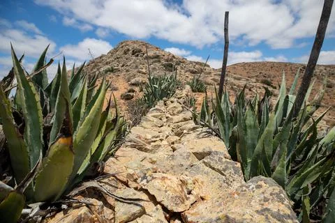 Aloe Way Foto stock