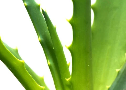 Aloe on a white background. macro Stock Photos