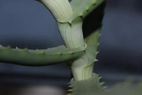 Aloe on the window, tree-like aloe Stock Photos