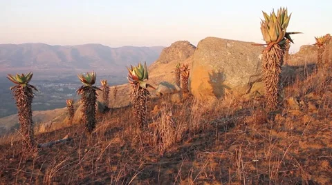 Aloes in the mountain Video stock 51766177