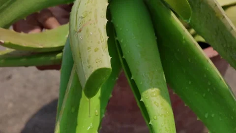 Aloevera gel dripping from a cut leaf of an aloevera plant on a sunny day Stock Footage 332212697