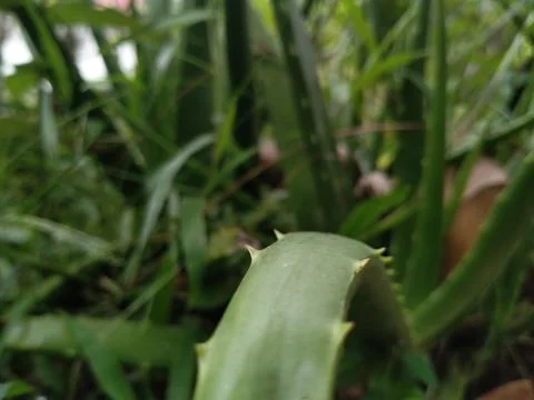 Aloevera Foto stock
