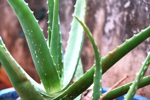 Aloevera Stock Photos