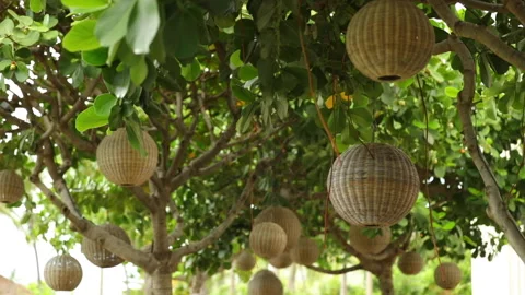 Aloha Films - Lanterns Hanging From Tree Slo Mo Canon 1DX II 1080p 24p Stock Footage 146817941