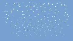 Aloha Flock of Birds Stock After Effects