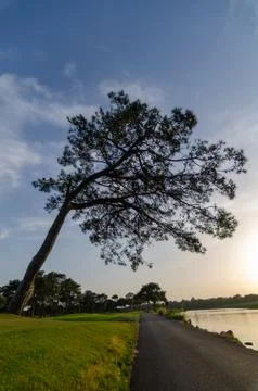 Alone and curved pine tree (cedar pine) Stock Photos