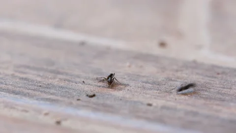 An Alone Ant that Stacked on the Floor Trying to Survive. Stock Footage 205330344