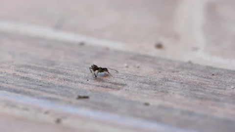 An Alone Ant that Stacked on the Floor Trying to Survive. Stock Footage 205407464