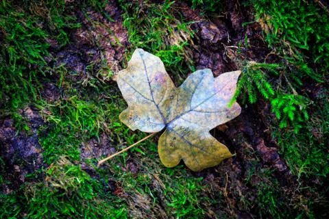 Alone autumn maple leaf Stock Photos