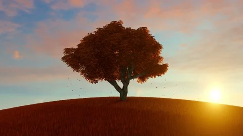 Alone Autumn Tree On Hill Stock Footage 97645054
