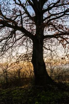 Alone big tree on meadow at sunset Stock Photos