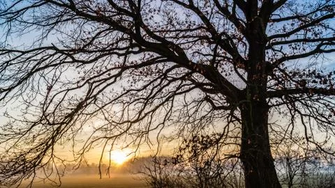 Alone big tree on meadow at sunset Stock Photos