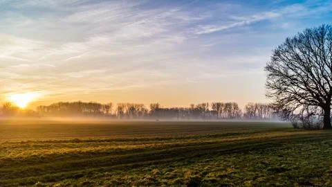 Alone big tree on meadow at sunset Stock Photos
