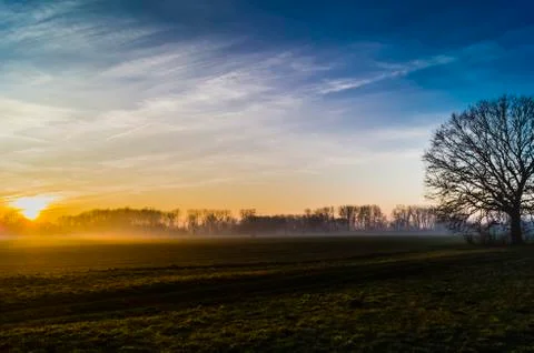 Alone big tree on meadow at sunset Stock Photos