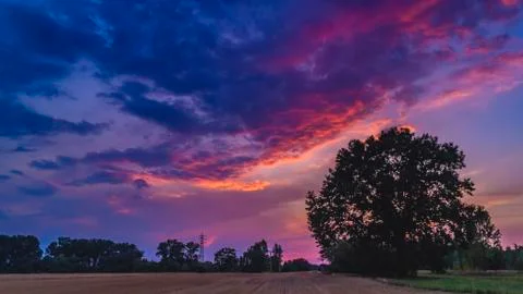 Alone big tree on meadow at sunset Stock Photos