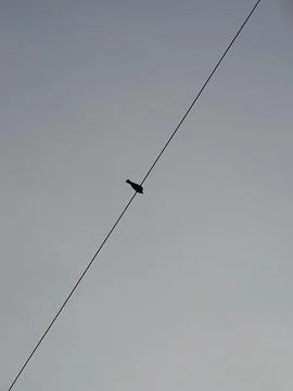 A alone bird on the electricity supply cable Stock Photos