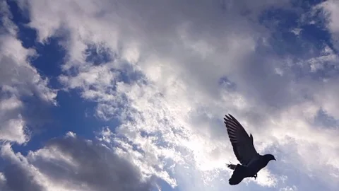 Alone bird is flying Slow Motion Stock Footage 83245857