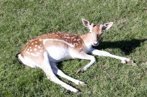 Alone brocket Stock Photos