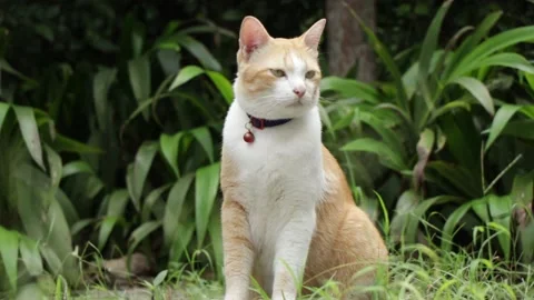 Alone cat looking for something in the garden. Video stock 135010254