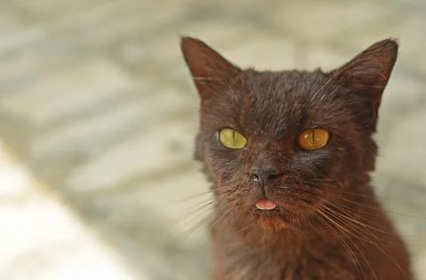 Alone cat Stock Photos