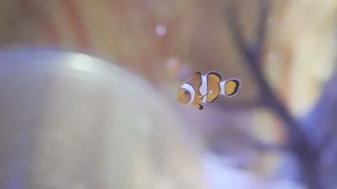 Alone Clownfish Underwater Stock Footage 102938542