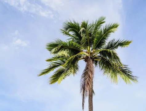 Alone coconut tree Stock Photos
