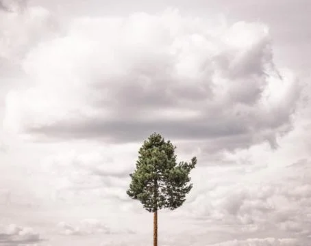 Alone coniferous tree Stock-Fotos