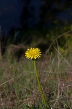 Alone dandelion Stock Photos