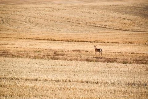 Alone deer in wheat field 스톡 사진