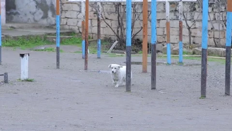 Alone dog 1 Video stock 321659654