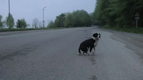 Alone dog 6 Stock Footage 321659667