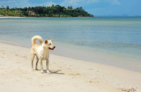 Alone dog on the beach Stock Photos