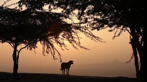 Alone dog on a cliff of mountain watching sunrise in silhouette in dawn Stock Footage 46259928