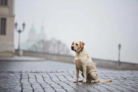 Alone dog 写真素材