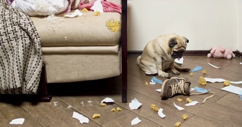 Alone dog pug made a mess at home. Spoiled furniture, damege stuff. Fun guilty. Stock Footage 114084490
