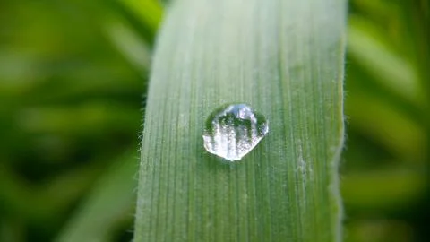 Alone drop on the green leaf, shooting close-up Stock Photos